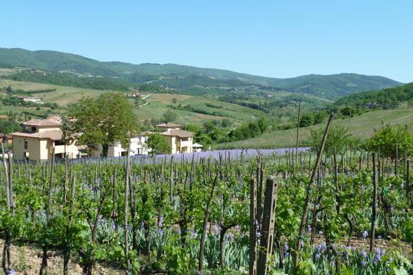 Willa Casa Rosa Greve in Chianti Zewnętrze zdjęcie